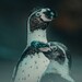 Spielen unter Linux: Mesa 21.3.1 korrigiert Grafikfehler und Abstürze