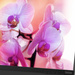 Lenovo ThinkVision X1: UHD-Monitor mit USB Typ C und schmalem Rahmen
